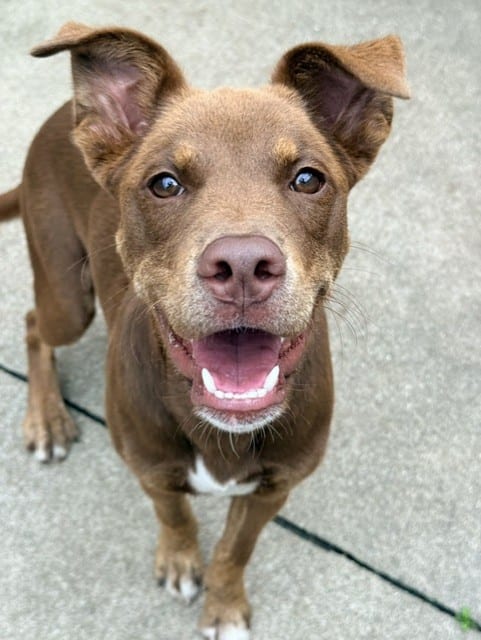 Photo of Krackle, adoptable American Pit Bull Terrier mix in Chicago, Illinois