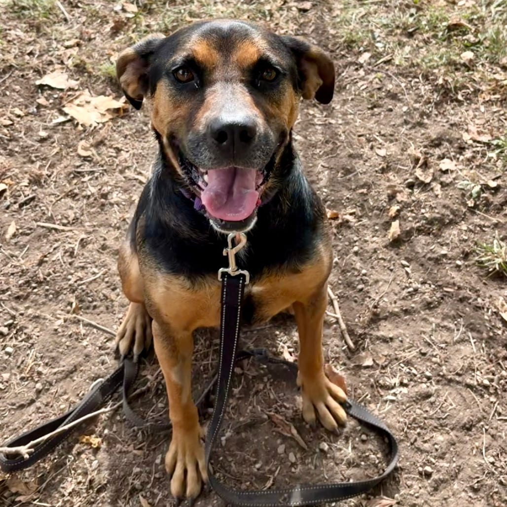 Photo of Evie, adoptable Hound in Berea, Ohio