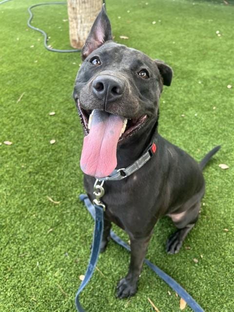 Photo of Jared, adoptable Terrier in Miami, Florida