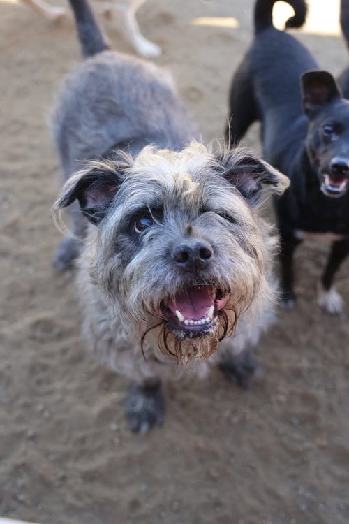 Photo of Winky #0417, adoptable Terrier in Studio City, California