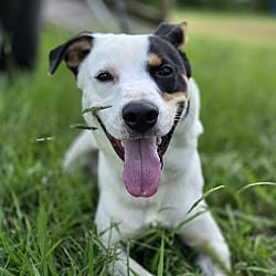 Photo of Ziggy, adoptable Cattle Dog in Anniston, Alabama