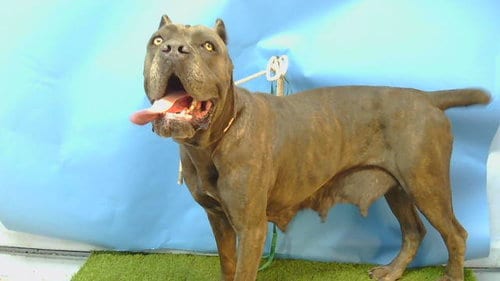 Photo of Apalonia, adoptable Cane Corso Mastiff in Gardena, California