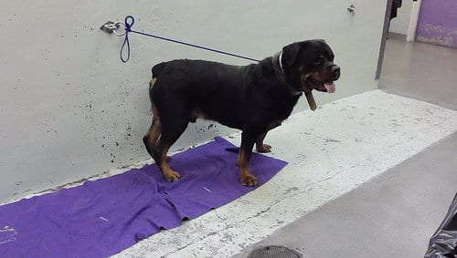 Photo of Bear, adoptable Rottweiler in Houston, Texas