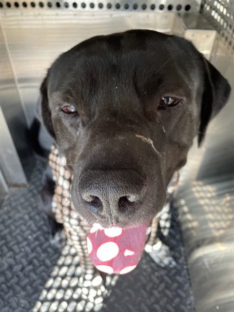 Photo of Tyson, adoptable Mastiff in Lee's Summit, Missouri