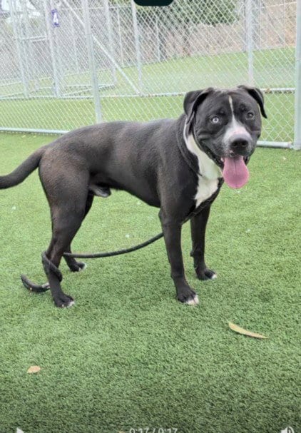 Photo of Mr Fresh, adoptable Pit Bull Terrier in Los Angeles, California