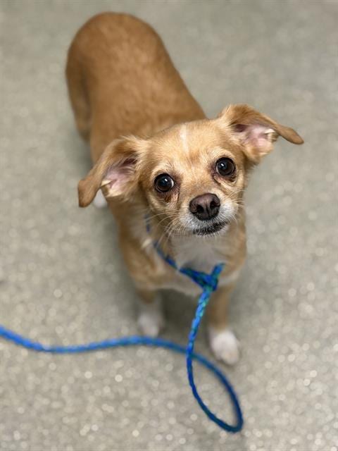 Photo of Lolly, adoptable Chihuahua in Las Vegas, Nevada