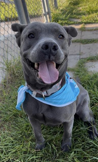 Photo of Stormy, adoptable Pit Bull Terrier in Rosenberg, Texas