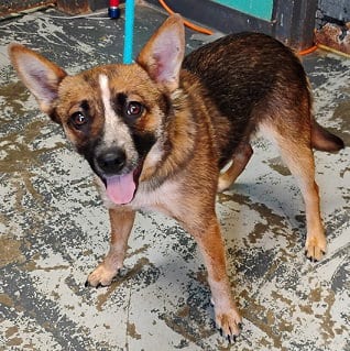 Photo of Rogue, adoptable Australian Cattle Dog/Blue Heeler in Crystal, Minnesota