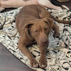 Photo of Nixie JuM, adoptable American Pit Bull Terrier in Baltimore, Maryland