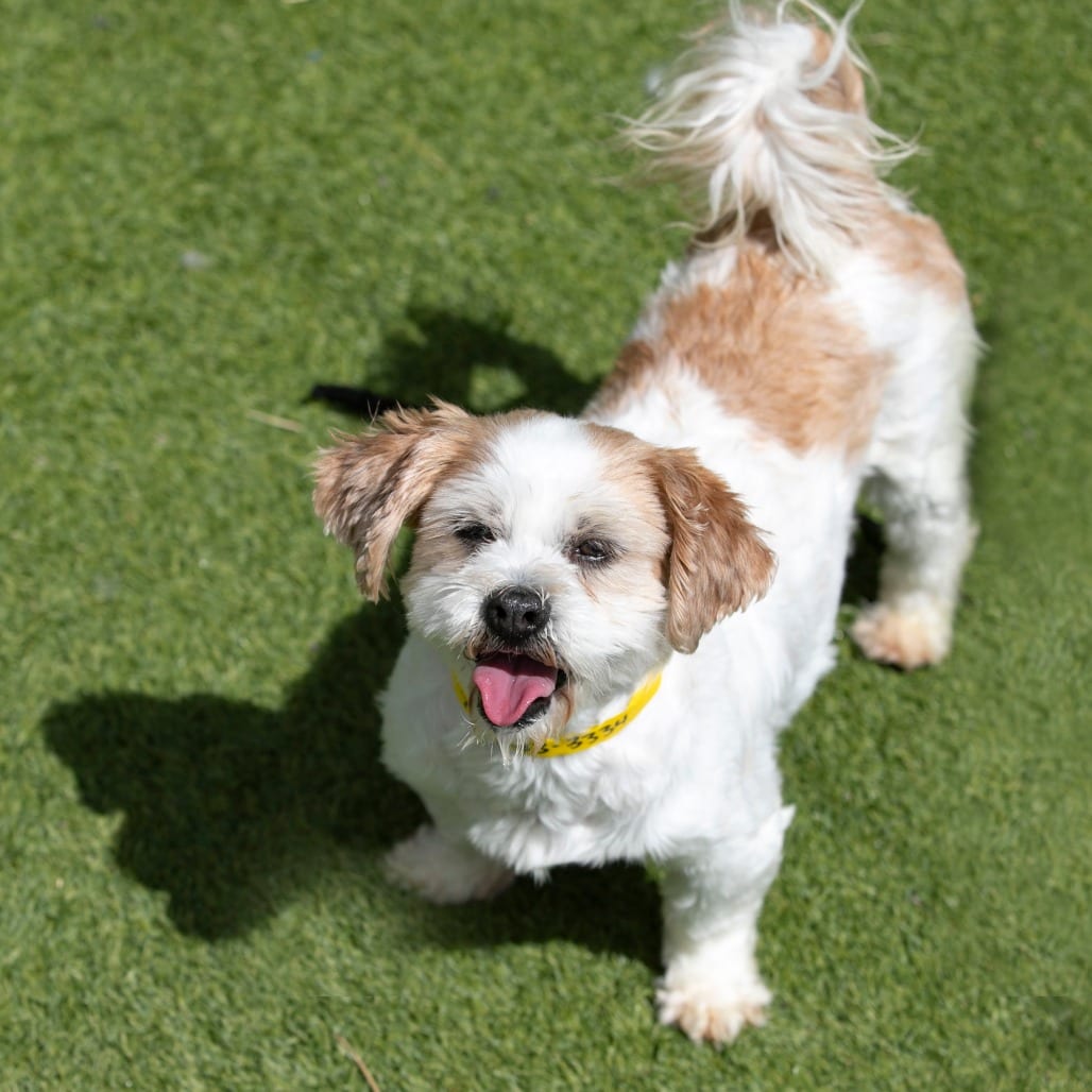 Photo of Buttercup (D25-203), adoptable Shih Tzu in Colorado Springs, Colorado
