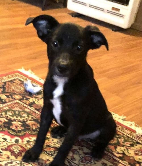 Photo of Barney, adoptable Labrador Retriever in Yardley, Pennsylvania