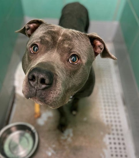 Photo of Malcom, adoptable Staffordshire Bull Terrier in Houston, Texas