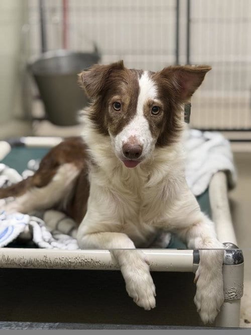 Photo of Susy, adoptable Border Collie in Santa Maria, California