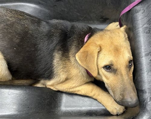 Photo of William, adoptable German Shepherd Dog in Mesa, Arizona