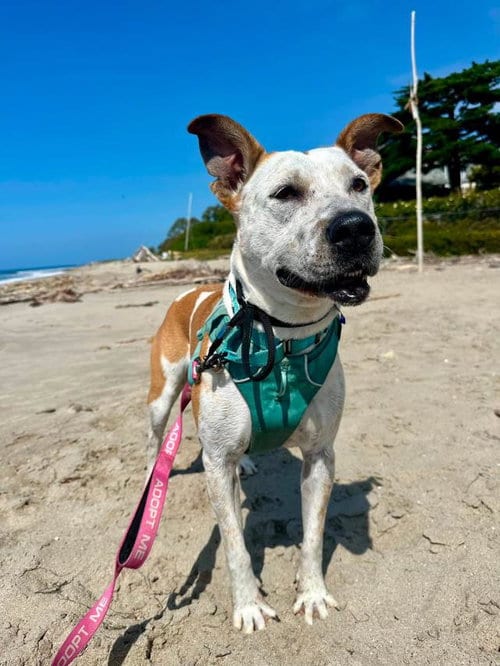 Photo of Lizzy, adoptable Australian Cattle Dog/Blue Heeler in Santa Barbara, California