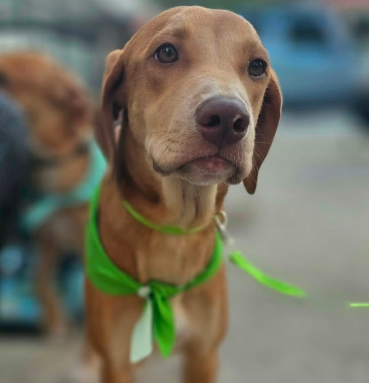 Photo of Alvin, adoptable Mixed Breed (Medium) in Chapin, South Carolina