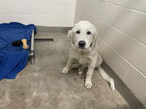 Photo of A068286, adoptable Great Pyrenees in Jackson, California