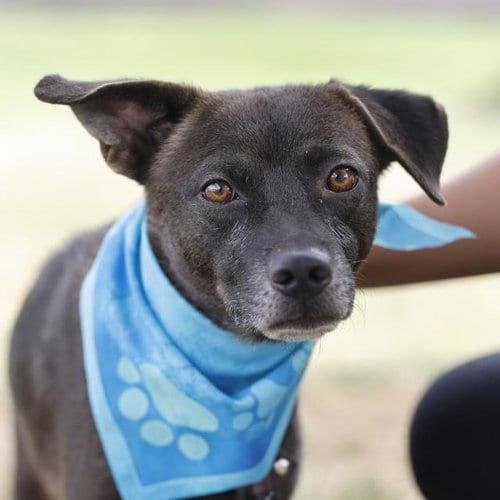Photo of Elton, adoptable Terrier in San Antonio, Texas