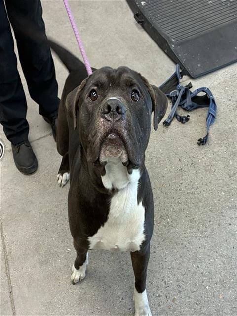 Photo of Pylon, adoptable American Pit Bull Terrier in Mesa, Arizona