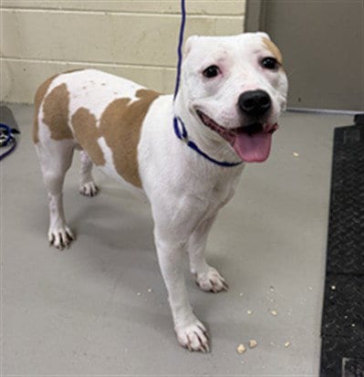 Photo of Destiny, adoptable Terrier in Sanford, Florida