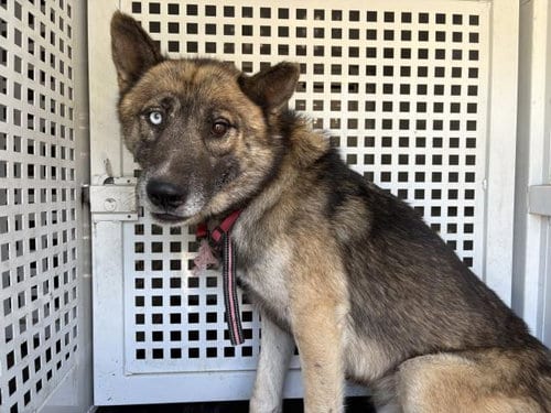 Photo of Rocky, adoptable German Shepherd Dog in Riverside, California