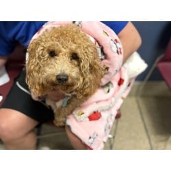 Photo of Hanzel, adoptable Poodle (Miniature) Golden Retriever in Doral, Florida