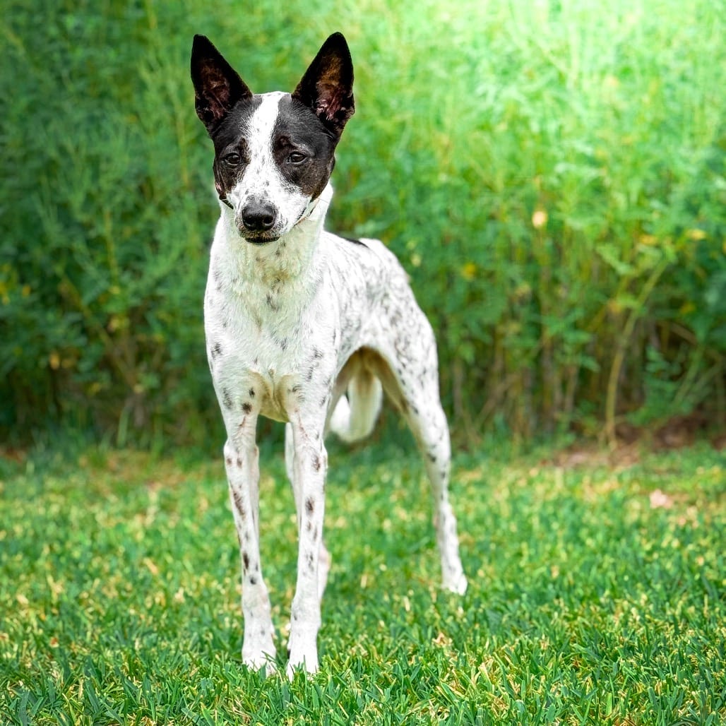 Photo of Bindi Sue, adoptable Cattle Dog / Terrier, Pit Bull in Riverwoods, Illinois