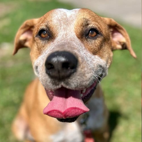 Photo of Boots, adoptable Terrier in Canton, Connecticut