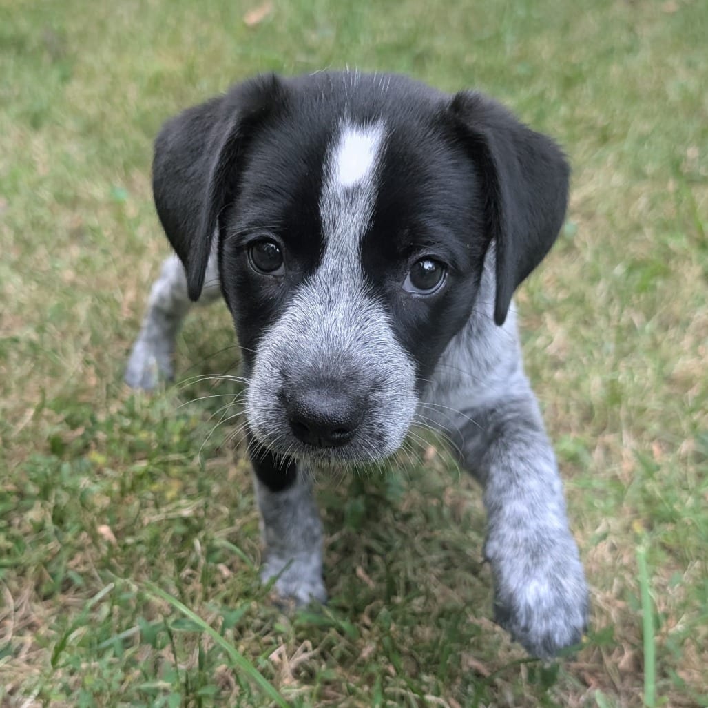 Photo of Macee Pup - Hero, adoptable Cattle Dog / Mixed Breed (Medium) in Fairfax Station, Virginia