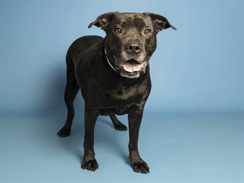 Photo of Big Bertha, adoptable Cane Corso Mastiff in Phoenix, Arizona