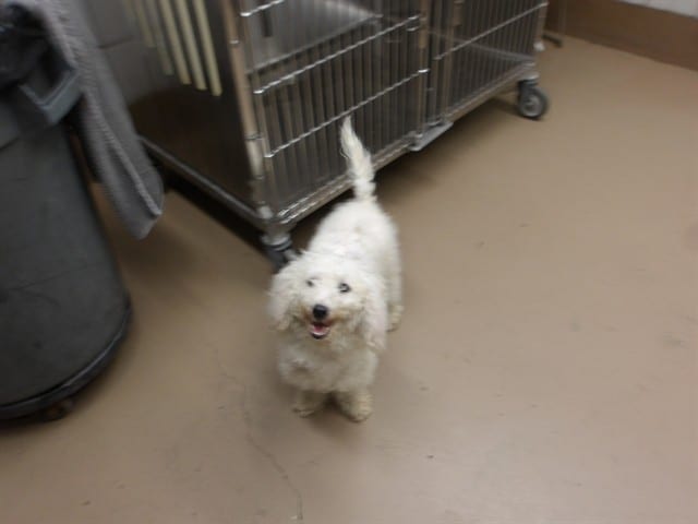 Photo of Mya, adoptable Poodle - Miniature in Chicago, Illinois