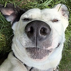 Photo of Hope, adoptable Labrador Retriever Pointer in EAST FALMOUTH, Massachusetts