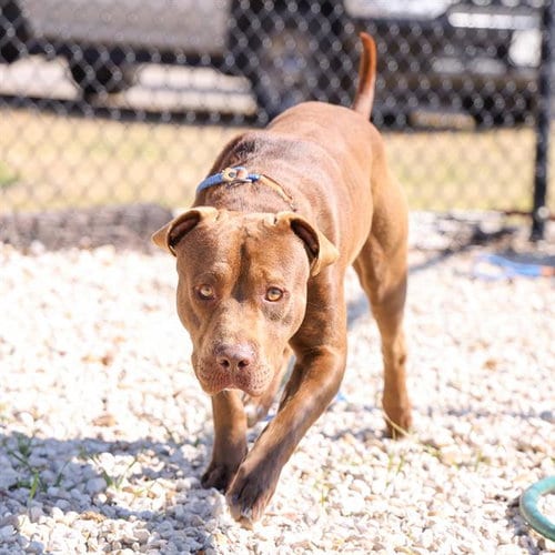 Photo of Calzone, adoptable Pit Bull Terrier in Waco, Texas