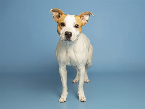 Photo of Onyx, adoptable American Pit Bull Terrier in Phoenix, Arizona