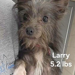 Photo of Larry, adoptable Yorkie, Yorkshire Terrier in Salisbury, North Carolina