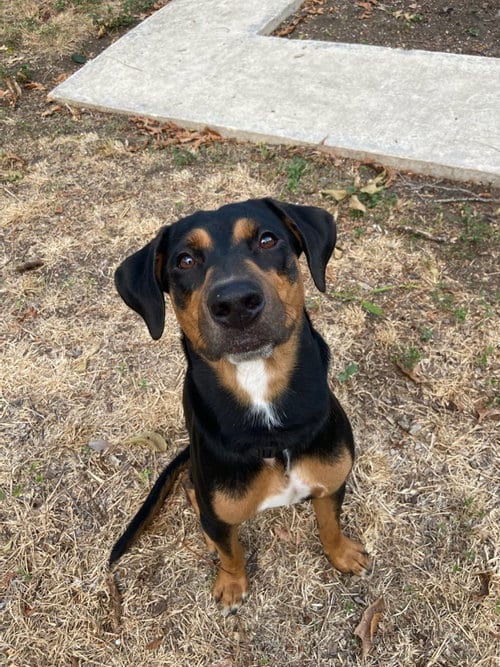 Photo of boba, adoptable Doberman Pinscher in Pipe Creek, Texas