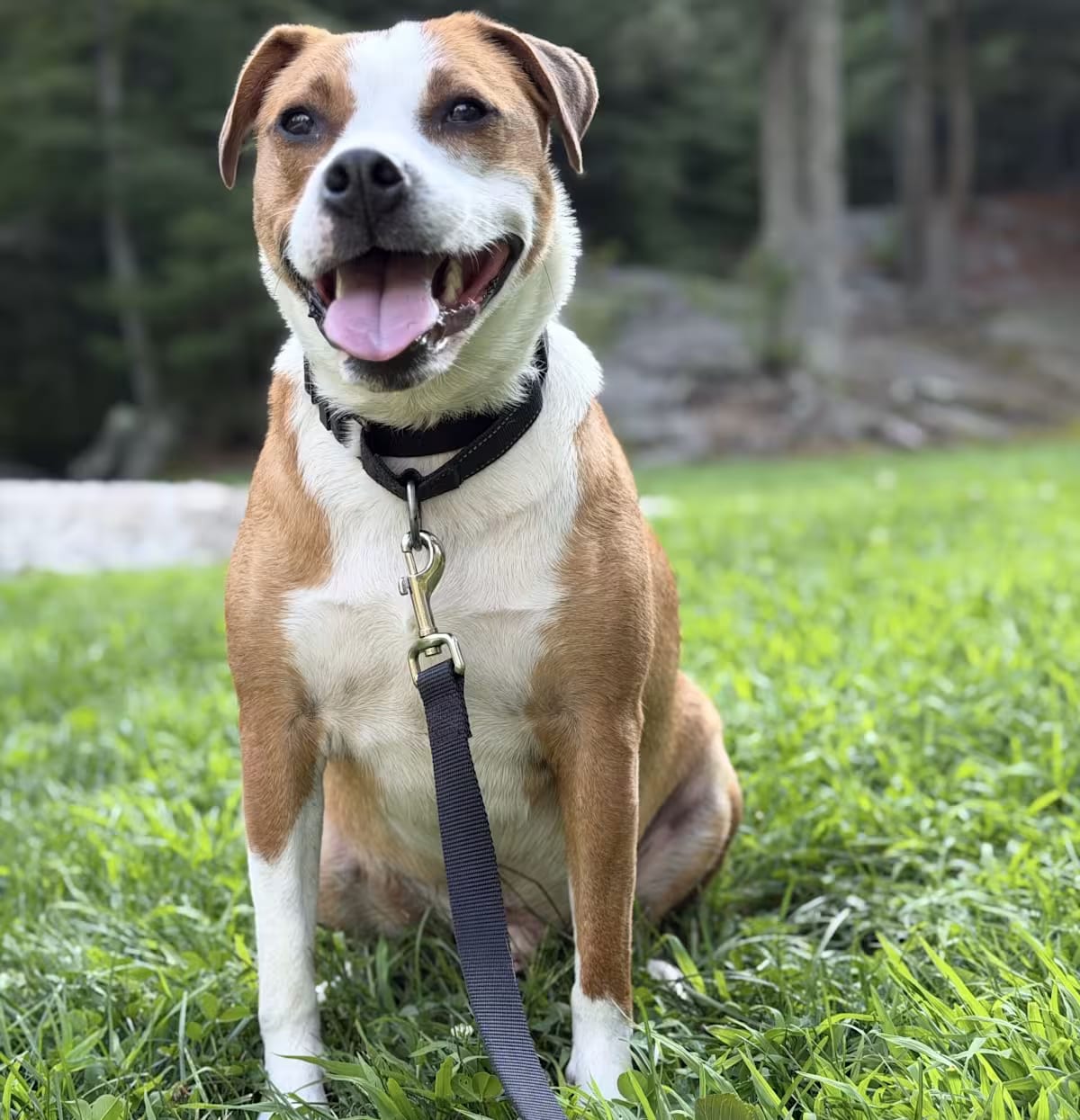 Photo of Bryan, adoptable Labrador Retriever Hound (Unknown Type) in EAST FALMOUTH, Massachusetts