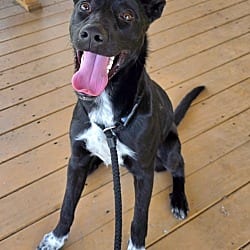 Photo of Lamar / AC 27752 E / Murphy, adoptable Border Collie Labrador Retriever in Greeneville, Tennessee