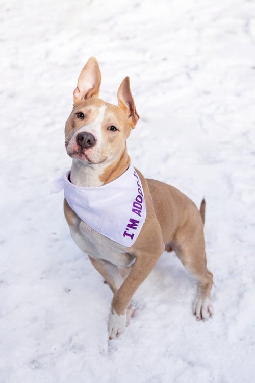 Photo of Radar, adoptable Pit Bull Terrier in Crete, Illinois