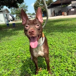 Photo of Pigeon JuM, adoptable Terrier (Unknown Type, Medium) Mixed Breed (Medium) in Hartford, Connecticut