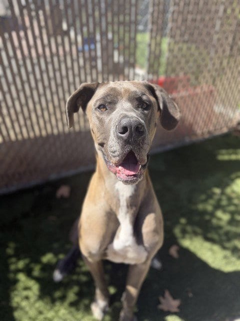 Photo of Patrick, adoptable Great Dane in Chula Vista, California
