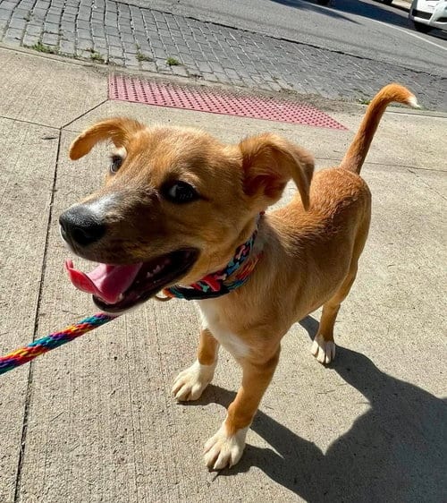 Photo of Codagh, adoptable Husky in Germantown, Ohio