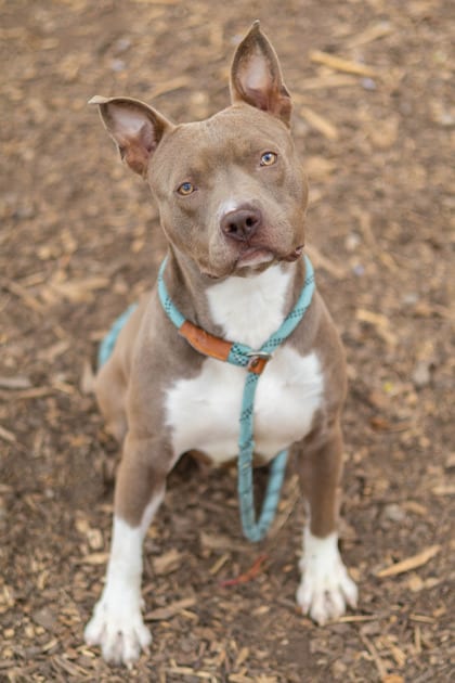 Photo of Mechanic, adoptable dog in Chamblee, Georgia