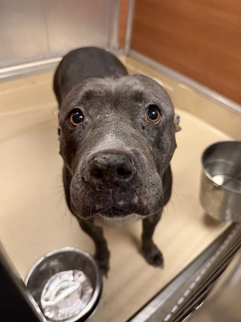 Photo of Bella, adoptable Terrier mix in Miami, Florida