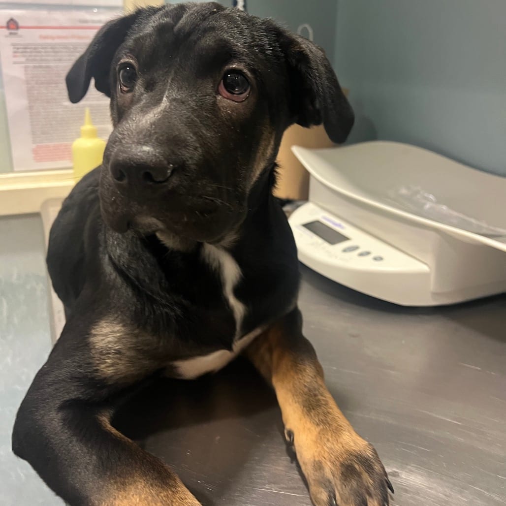 Photo of Mischief, adoptable Mixed Breed (Large) in Chattanooga, Tennessee