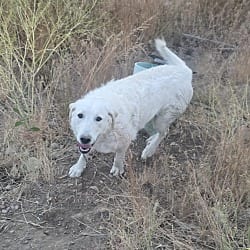 Photo of Mika, adoptable Great Pyrenees in Beverly Hills, California