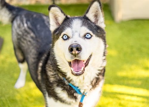 Photo of Ronin, adoptable Siberian Husky in San Jose, California