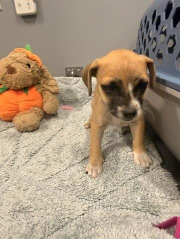 Photo of Holly, adoptable Terrier in San Martin, California