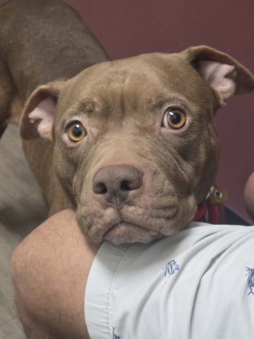 Photo of Beatrix, adoptable American Staffordshire Terrier in Rosenberg, Texas