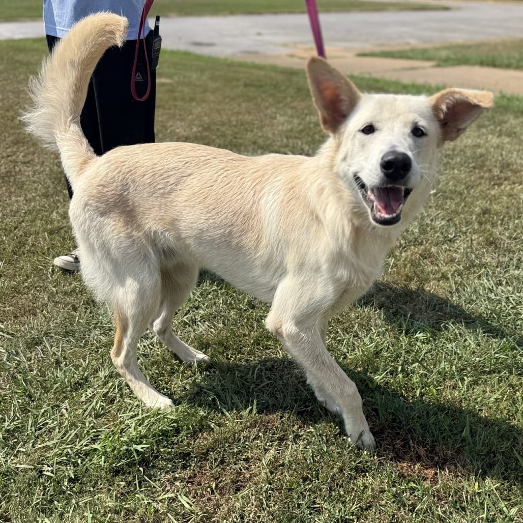 Photo of Twinkie, adoptable Shepherd, German in Corinth, Mississippi